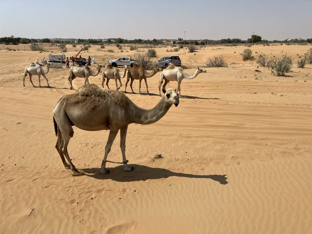 WJ Middle East_DEWA_Desert_Dubai UAE